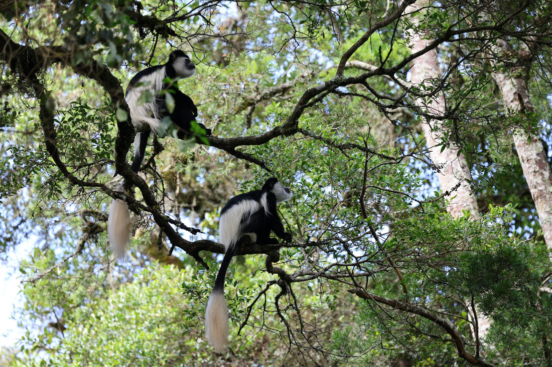 Where Nature Leads: Reclaiming Balance in the Forest Heights