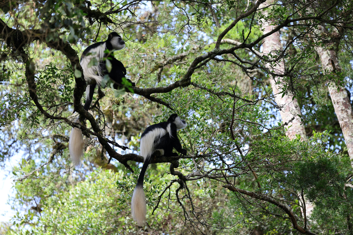 Where Nature Leads: Reclaiming Balance in the Forest Heights