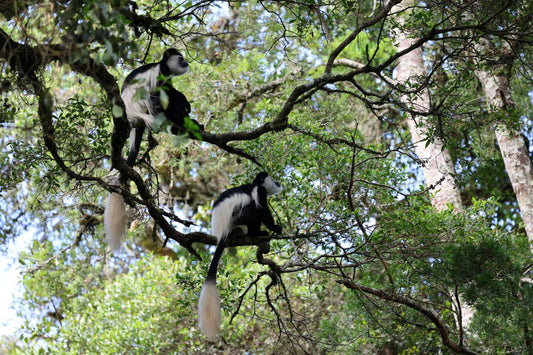 Where Nature Leads: Reclaiming Balance in the Forest Heights