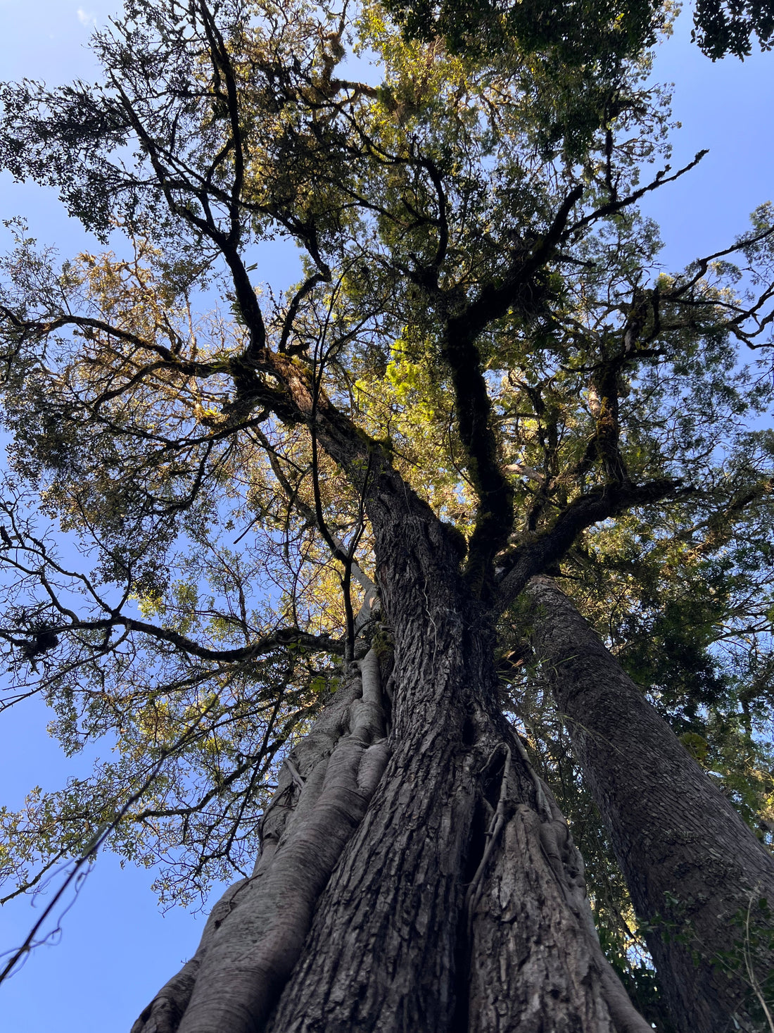 Rooted in Resilience. Standing Tall for the Future of Our Forests